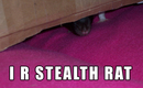 I_r_stealth_rat_by_lol_cat